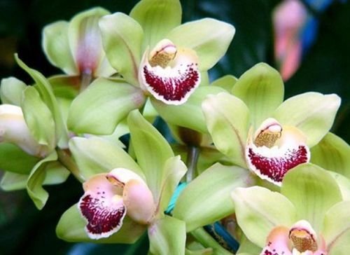 Значение цветов. Орхидеи